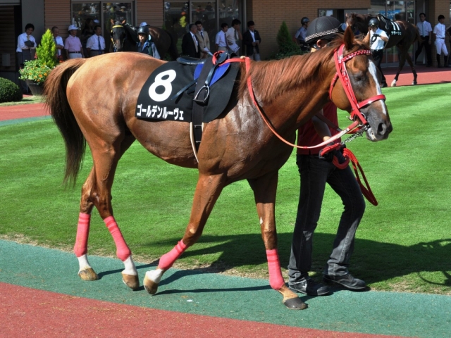 ゴールデンルーヴェ アルバム写真 10 08 21新潟10r両津湾特別 パドック 一口馬主db