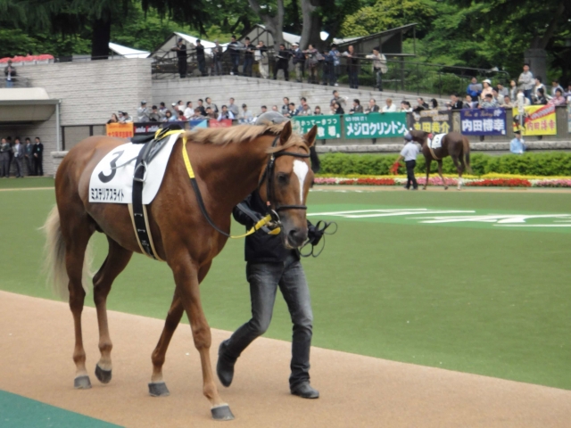 05/29 東京8R サラ系4歳以上500万下 ミステリアスライト