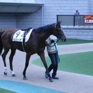 東京７Ｒ（５００万下）パドック