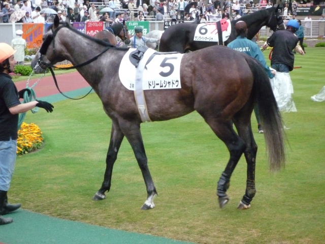 新潟パドック ドリームシャドウ