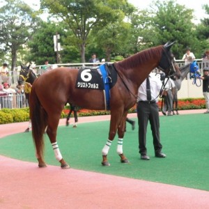 クリストフォルスと角居調教師