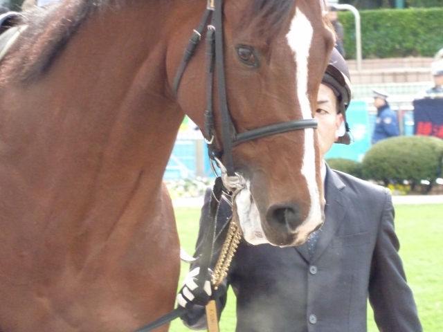潮来特別パドックⅣ マゼラン