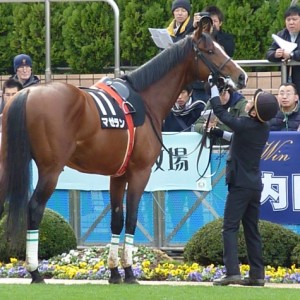 潮来特別パドックⅡ