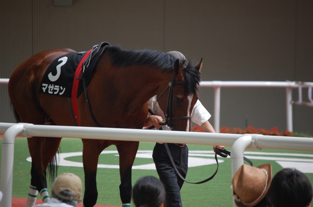 2009/6/27鶴橋特別阪神競馬場パドックにて マゼラン