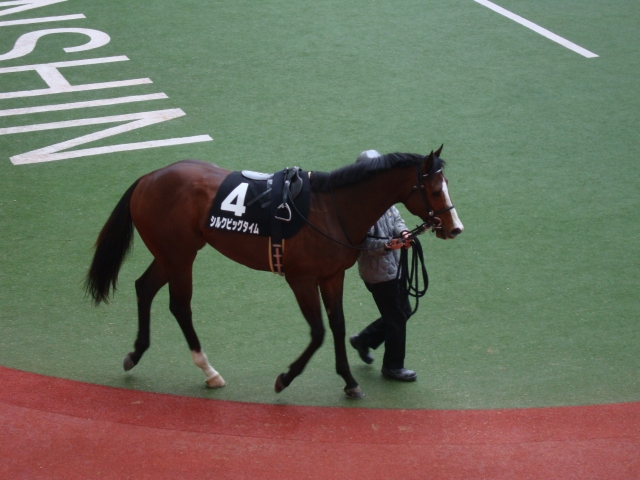 ポラリスステークス シルクビッグタイム
