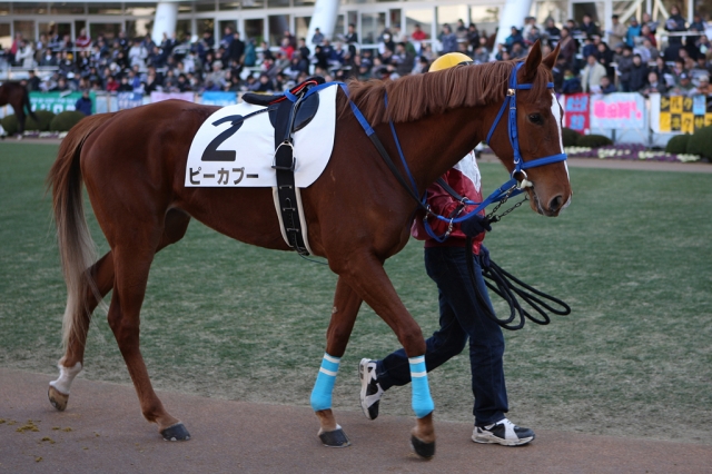 2008/01/27 中山１R ３歳未勝利 ピーカブー
